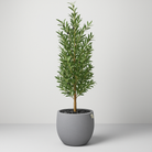 Artificial Olive Tree With Natural Wooden Trunk 180 cm Luxury Casa