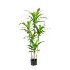 Artificial Dracaena Plant 165 cm Luxury Casa