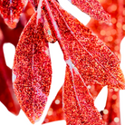 Christmas Red Glitter Leaf Garland Decoration Luxury Casa