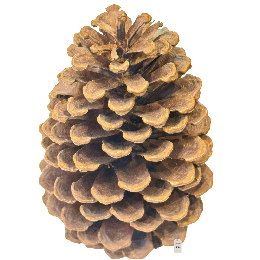 Natural Pine Cones Pack Luxury Casa