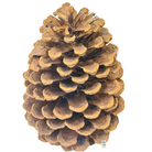 Natural Pine Cones Pack Luxury Casa