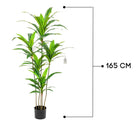 Artificial Dracaena Plant 165 cm Luxury Casa