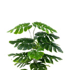 Artificial Monstera Tree 145 cm Luxury Casa