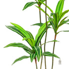 Artificial Dracaena Tree 140 cm Luxury Casa