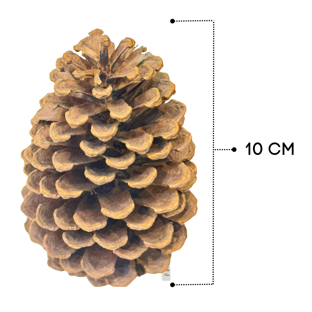 Natural Pine Cones Pack Luxury Casa