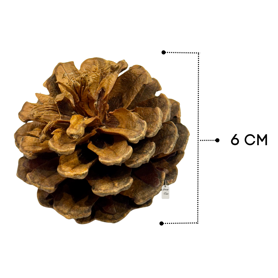 Mixed Pine Cones Pack Luxury Casa