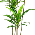 Artificial Dracaena Plant 165 cm Luxury Casa