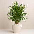 Artificial Bamboo Tree 150 CM Luxury Casa
