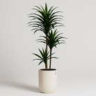 Artificial Dracaena Tree 190 Cm Luxury Casa