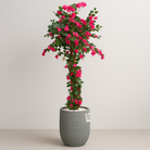 Artificial Bougainvillea Tree With Natural Wooden Trunk 190 cm Luxury Casa