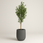 Artificial Olive Tree 160 cm Luxury Casa