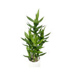 Artificial Bamboo Plant 70 cm Luxury Casa