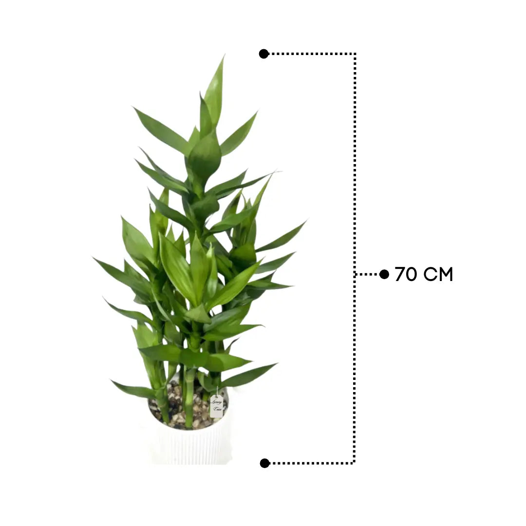 Artificial Bamboo Plant 70 cm Luxury Casa