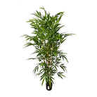 Artificial Bamboo Tree 180 Cm Luxury Casa