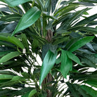 Artificial Bamboo Tree With Natural Wooden Trunk 120 cm Luxury Casa