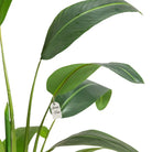 Artificial Banana Tree 180 Cm Luxury Casa