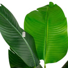 Artificial Banana Tree 90 Cm Luxury Casa