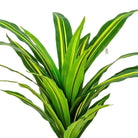 Artificial Dracaena Plant 55 cm Luxury Casa