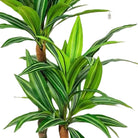 Artificial Dracaena Tree 100 cm Luxury Casa