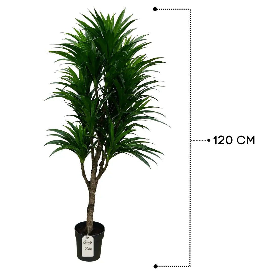 Artificial Dracaena Tree 120 cm Luxury Casa