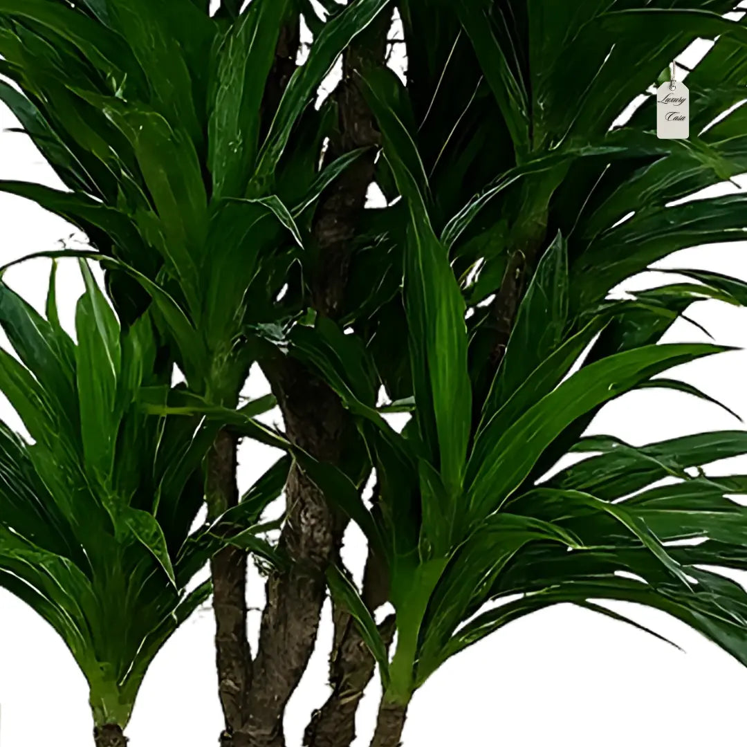 Artificial Dracaena Tree 120 cm Luxury Casa