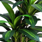 Artificial Dracaena Tree 150 cm Luxury Casa