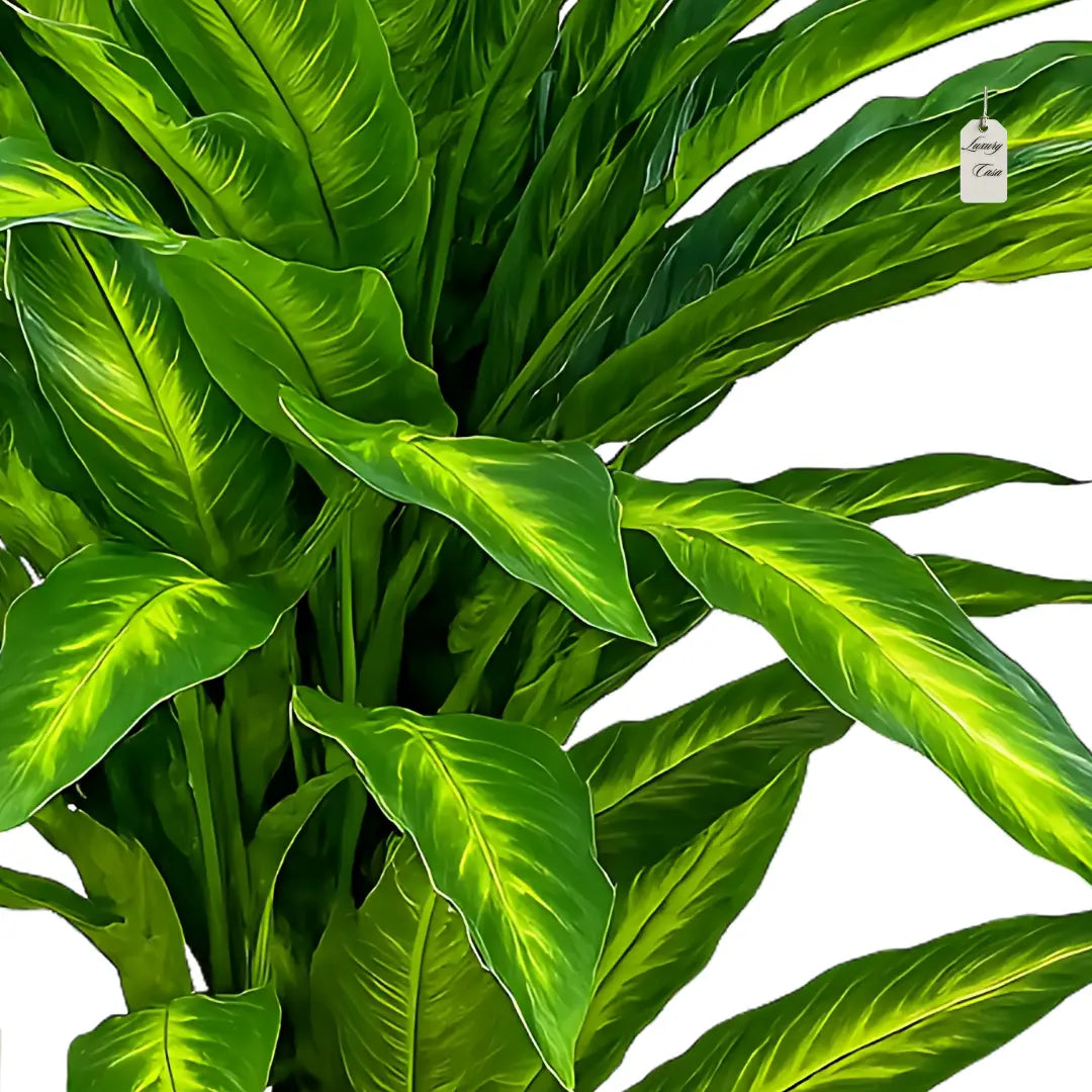 Artificial Dracaena Tree 150 cm Luxury Casa