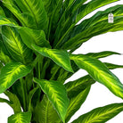 Artificial Dracaena Tree 150 cm Luxury Casa