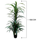 Artificial Dracaena Tree 180 cm Luxury Casa