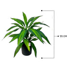 Artificial Draceana Plant 55 Cm Luxury Casa