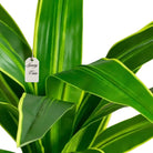 Artificial Draceana Plant 55 Cm Luxury Casa