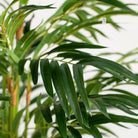 Artificial Palm Tree 180 cm Luxury Casa