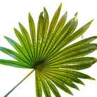 Artificial Palm Tree 250 cm Luxury Casa