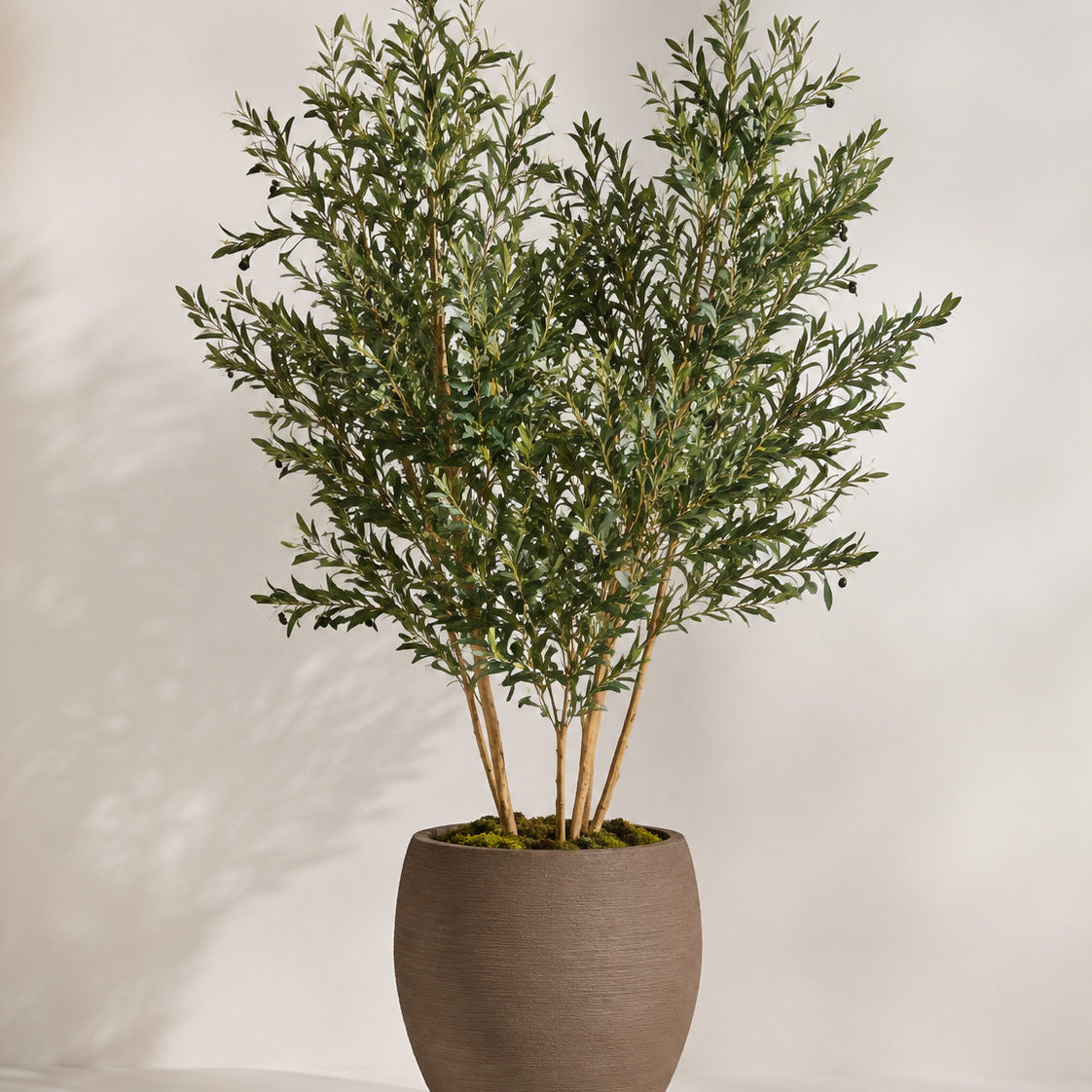 Designer Touch Olive Tree with Brown Textured Planter