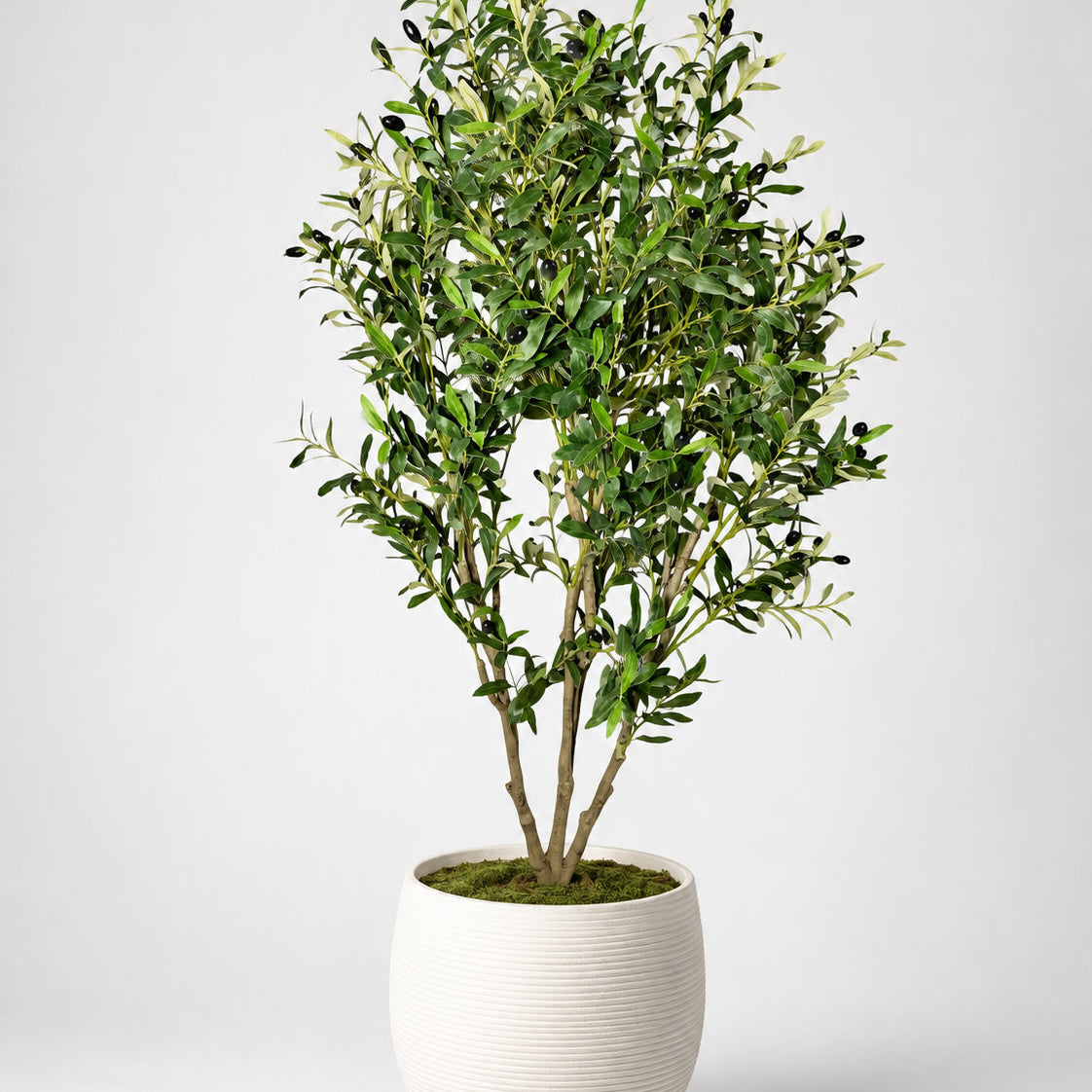 Designer Touch Olive Tree with White Ribbed Planter