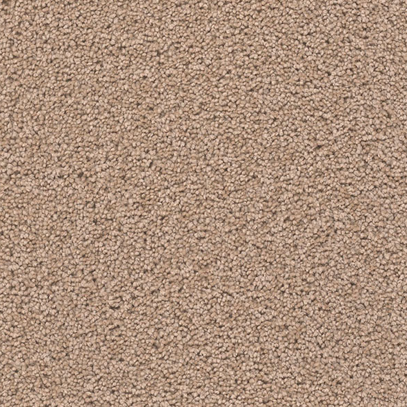 Blockbuster Plus Carpet Roll – AED 69 per m²