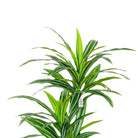 Natural Dracaena Artificial Tree 150 cm Luxury Casa