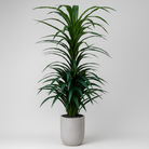 Artificial Dracaena Tree 200 cm Luxury Casa