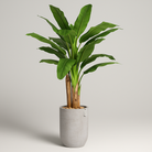Artificial Banana Tree With Natural Wooden Trunk 190 Cm Luxury Casa