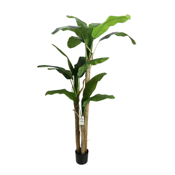 Banana/Paradise Trees