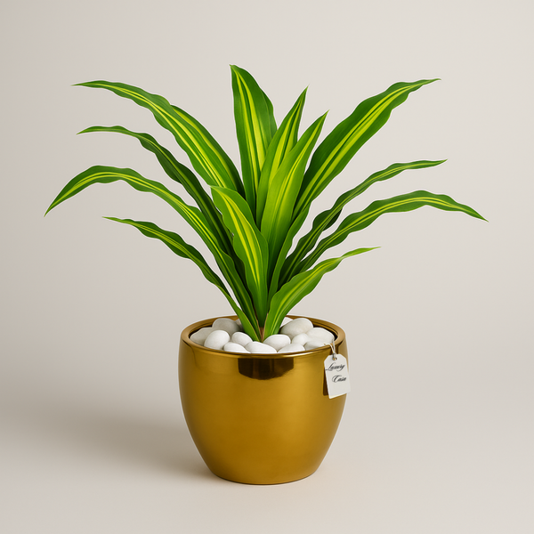 Dracaena Trees