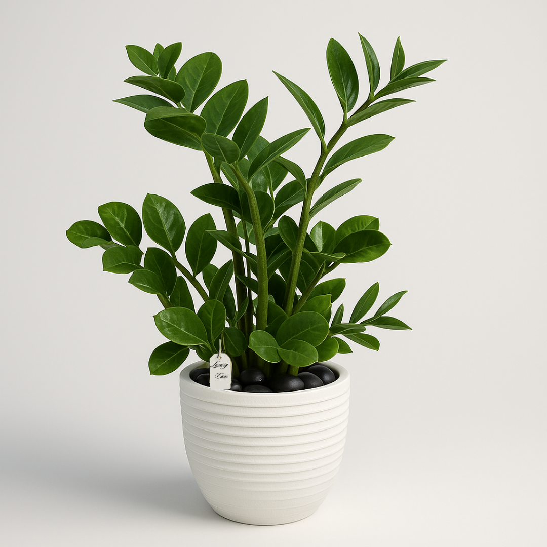Plumeria-Money-Trees Luxury Casa