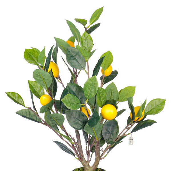 Lemon & Orange Trees