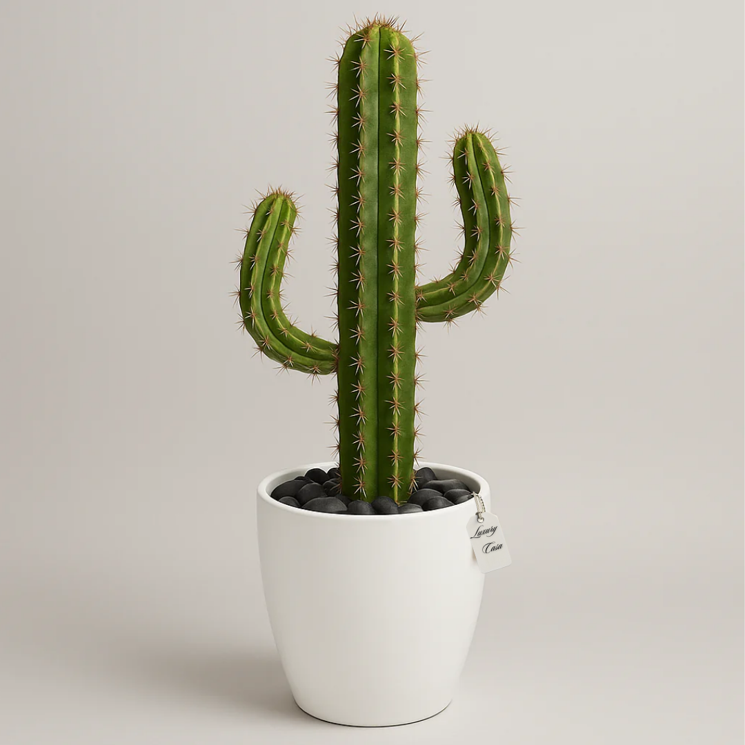 Aloe-Yucca-Agaves-Cactus Luxury Casa