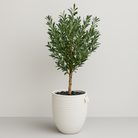 Artificial Olive Tree With Natural Wooden Trunk 150 cm Luxury Casa