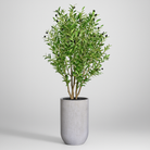Artificial Olive Tree 170 cm Luxury Casa