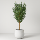 Artificial Olive Tree With Natural Wooden Trunk 250 cm Luxury Casa