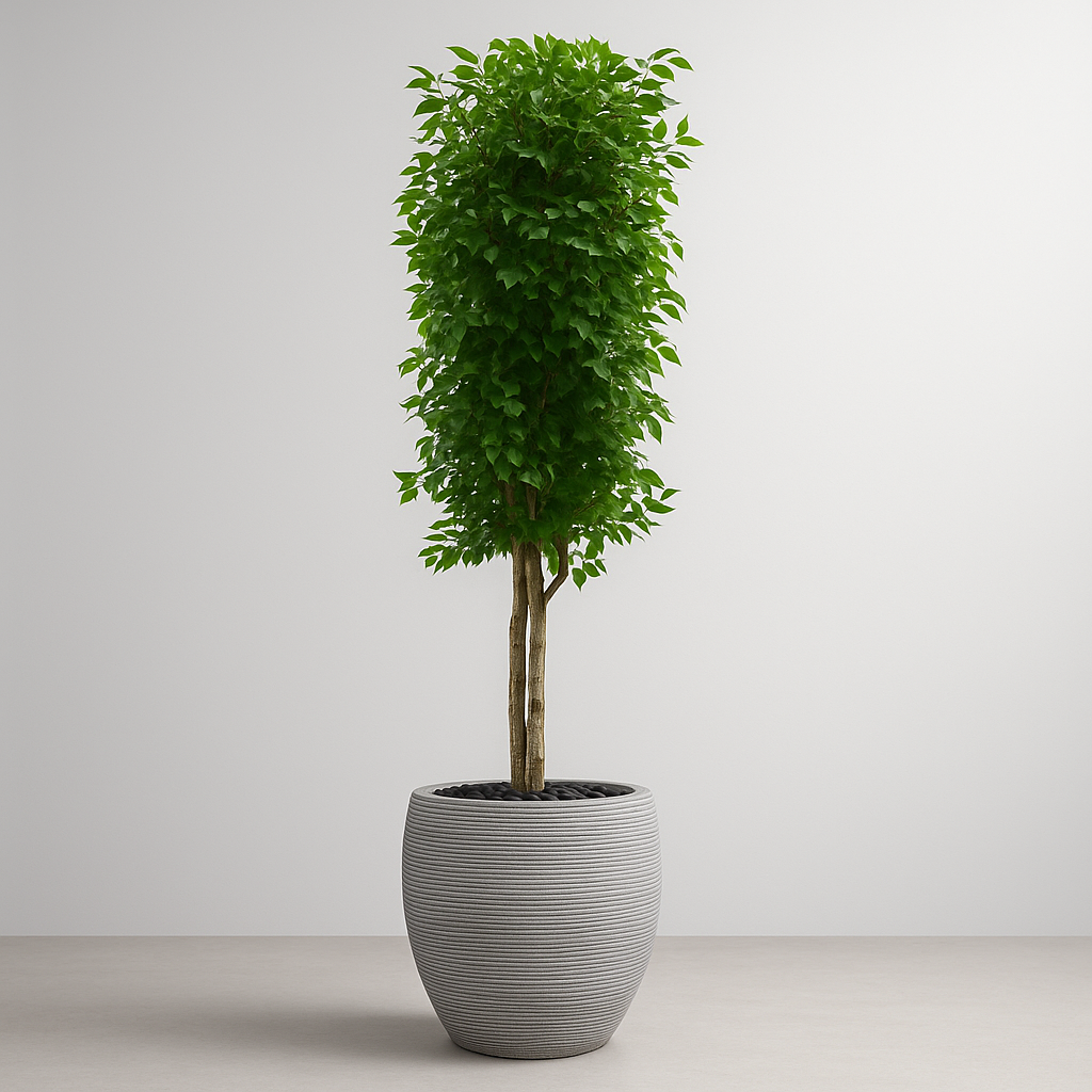 Artificial Ficus Tree With Natural Wooden Trunk 250 cm Luxury Casa