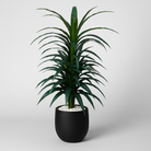 Artificial Dracaena Tree 150 cm Luxury Casa