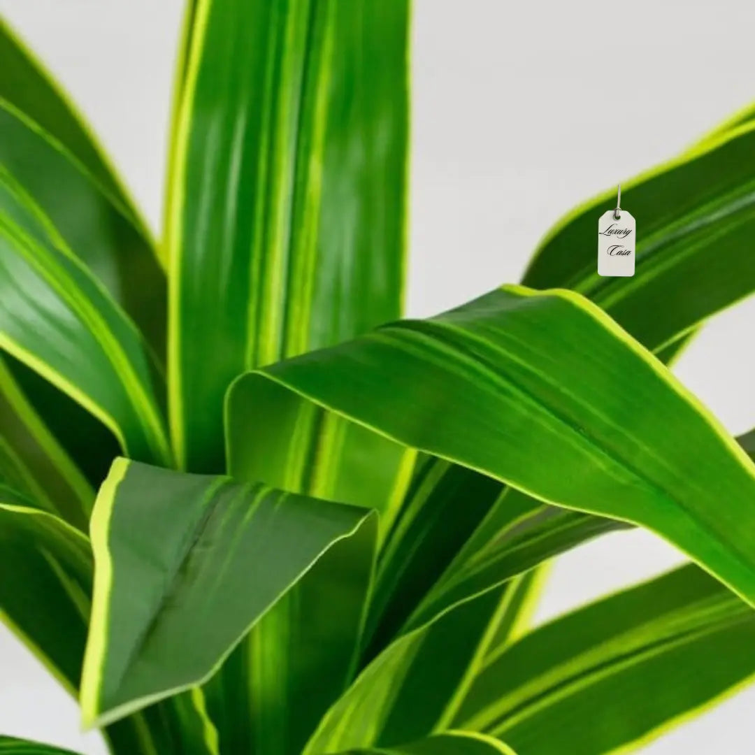 Artificial Dracaena Tree 190 Cm Luxury Casa